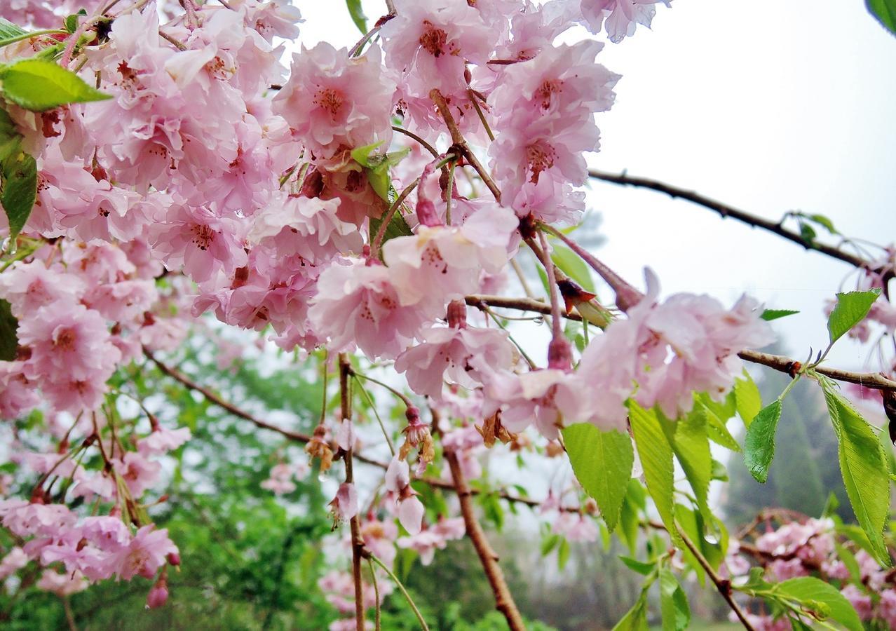 拉波特罗纳芳香花园别墅 那须岳 外观 照片